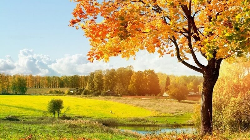 Natural beauty through the lens of photography. 1 image 29